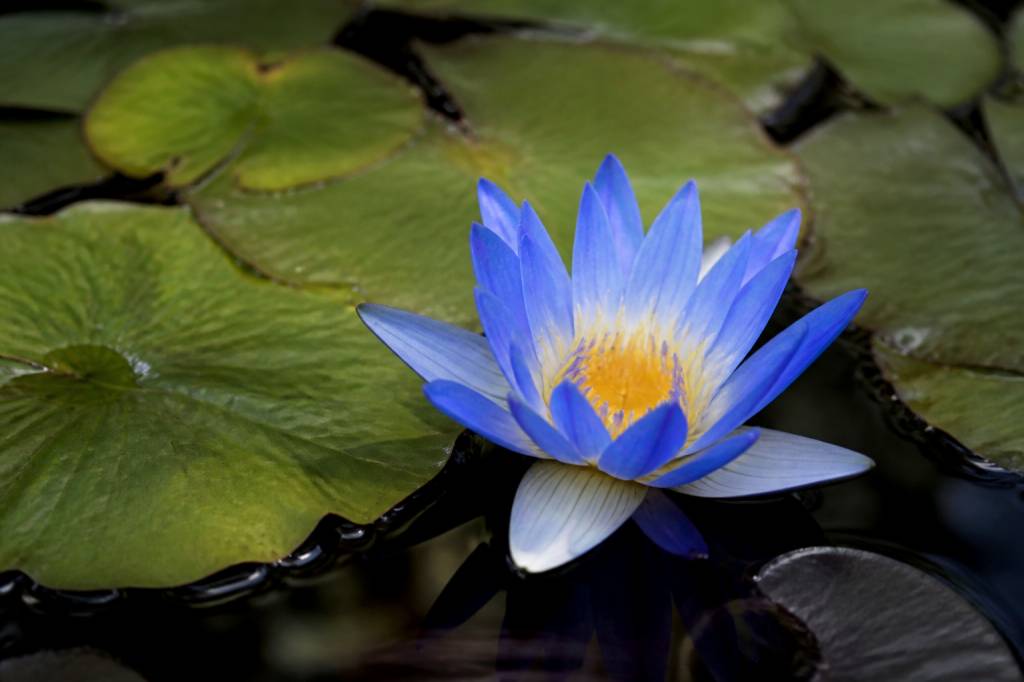 Lotus bleu effets : bienfaits, usages et précautions à connaître