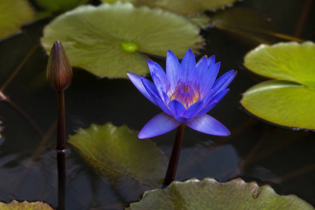 Lotus bleu effet : bienfaits, usages et précautions